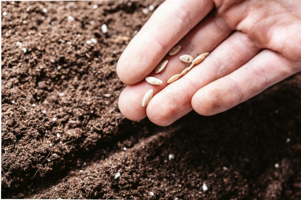 Closeup of a males hand planting seeds